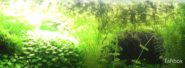 Urejanje akvarija po dopustu