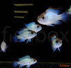 Andinoacara pulcher / Blue Acara NEON BLUE - fishbox