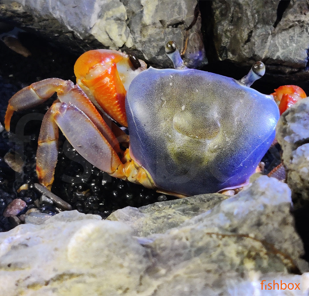 Cardisoma armatum - mavrična rakovica / Rainbow Crab - fishbox