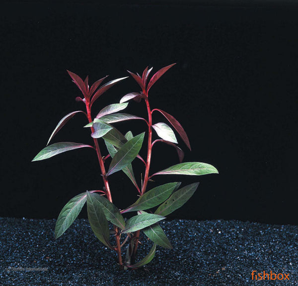 Ludwigia glandulosa (peruensis) - fishbox