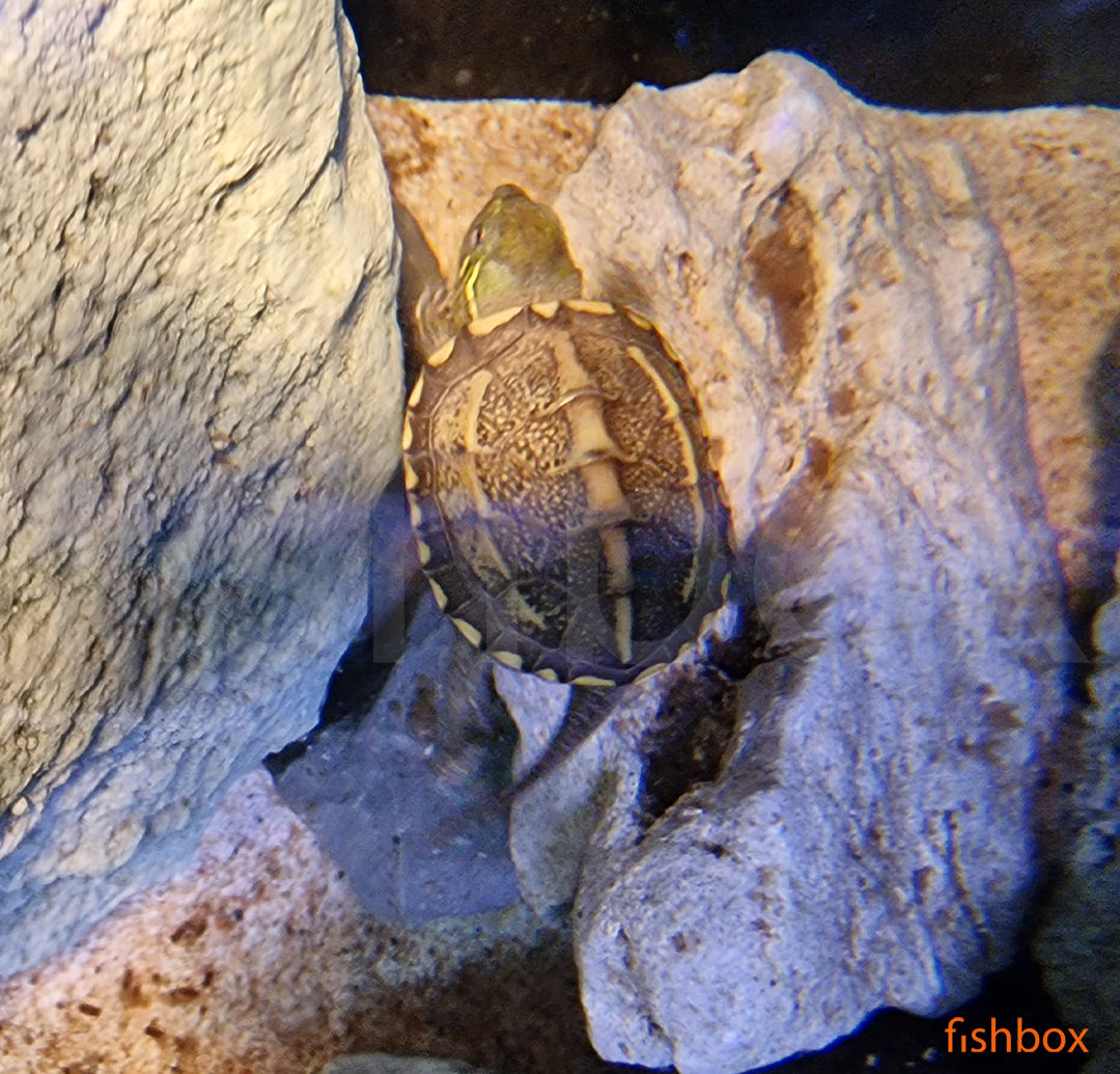 Mauremys reevesii / Chinese pond turtle - fishbox