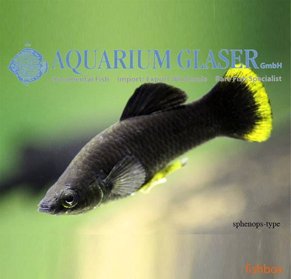 Poecilia sphenops – pikčasti moli / Black Molly - fishbox