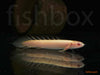 Polypterus senegalus senegalus / Senegal Bichir ALBINO - fishbox