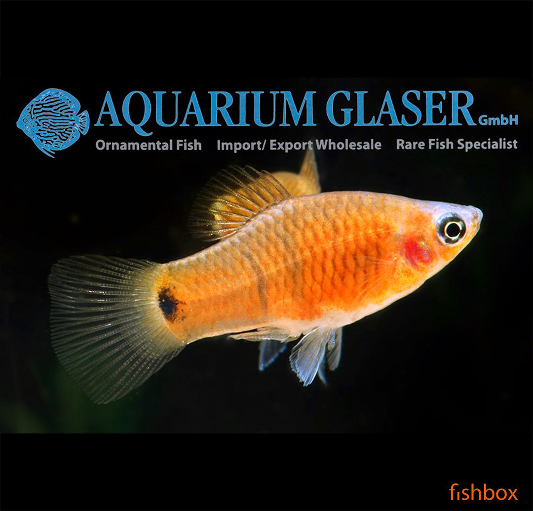Xiphophorus maculatus - fishbox