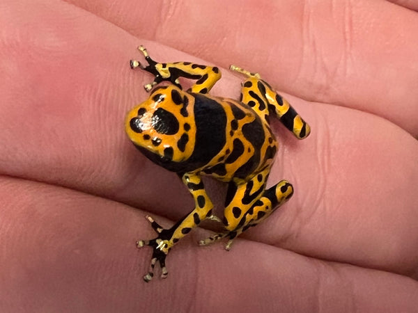 Dendrobates leucomelas  /  Yellow-banded poison dart frog
