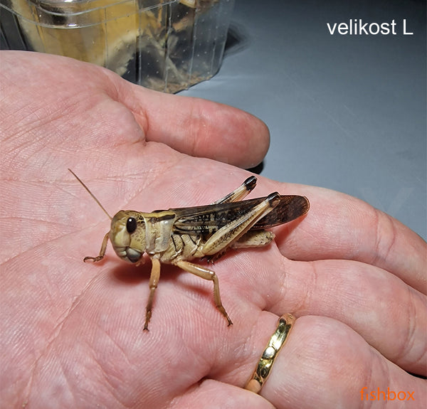 Kobilice /Locusts/ - fishbox