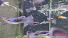Poecilia reticulata - gupi / Guppy KING COBRA RED, BLACK - fishbox