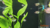 Trichogaster lalius - pritlikavi nitkar / Dwarf Gourami - fishbox