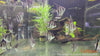 Pterophyllum scalare PERUENSIS - fishbox