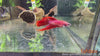 Betta splendens – siamska bojna ribica / Siamese Fighting Fish - CROWNTAIL - fishbox