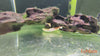 Polypterus senegalus senegalus / Senegal Bichir - fishbox