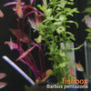 Barbus pentazona - petprogasta mrenica / Five-banded Barb - fishbox