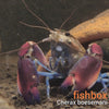 Cherax boesemani - fishbox