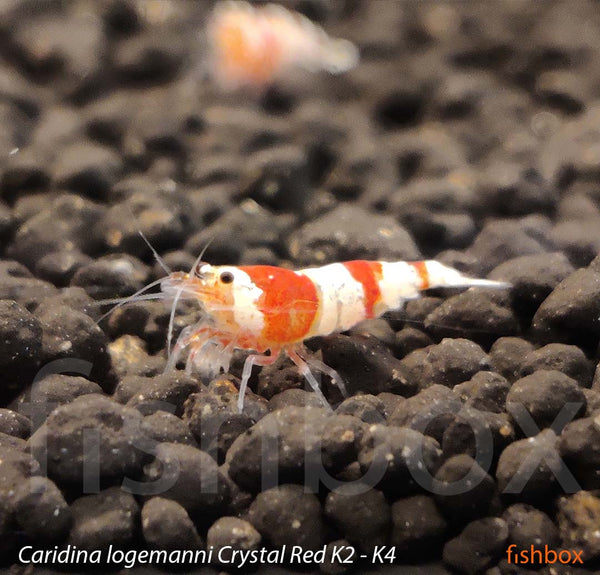 Caridina logemanni Crystal Red K2 / K4 - fishbox