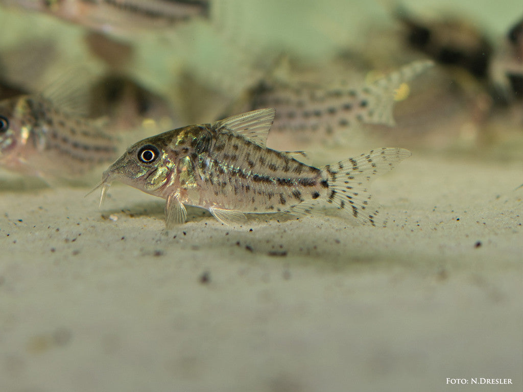 Corydoras punctatus pikasti oklepni somič / Spotted Catfish