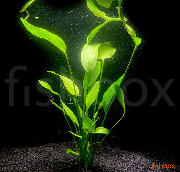 Echinodorus grandiflorus - fishbox
