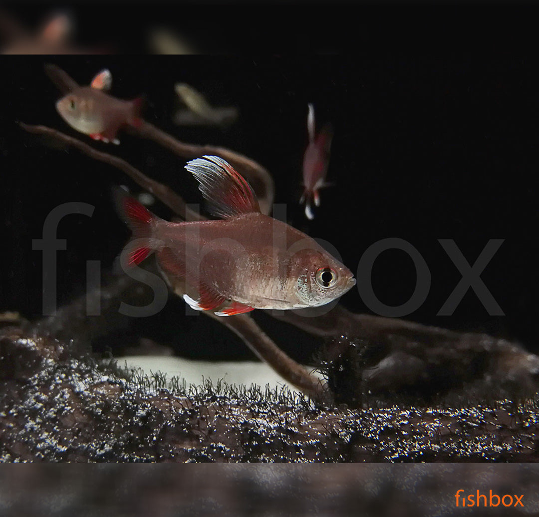 Hyphessobrycon bentosi - okrasna rožnata tetra / Ornate Tetra - fishbox
