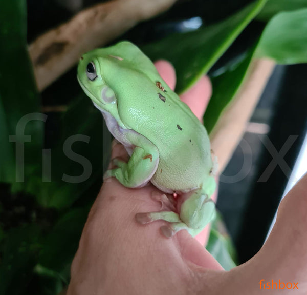 Litoria caerulea - voščena rega / Australian green tree frog - fishbox