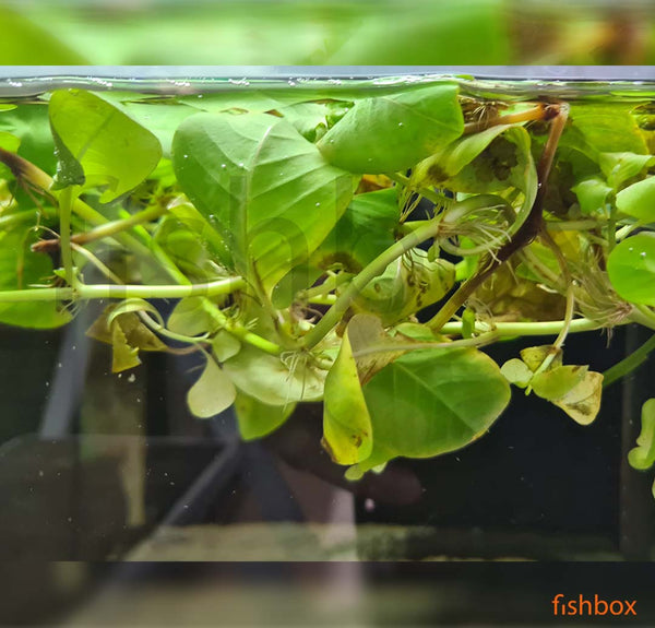 Ludwigia helminthorrhiza - fishbox