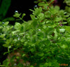 Micranthemum umbrosum - fishbox