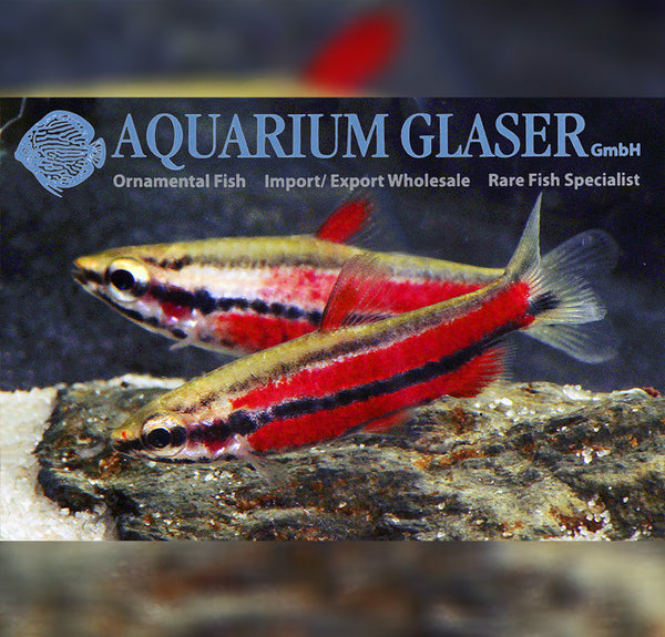 Nannostomus rubrocaudatus / Purple Pencilfish - fishbox