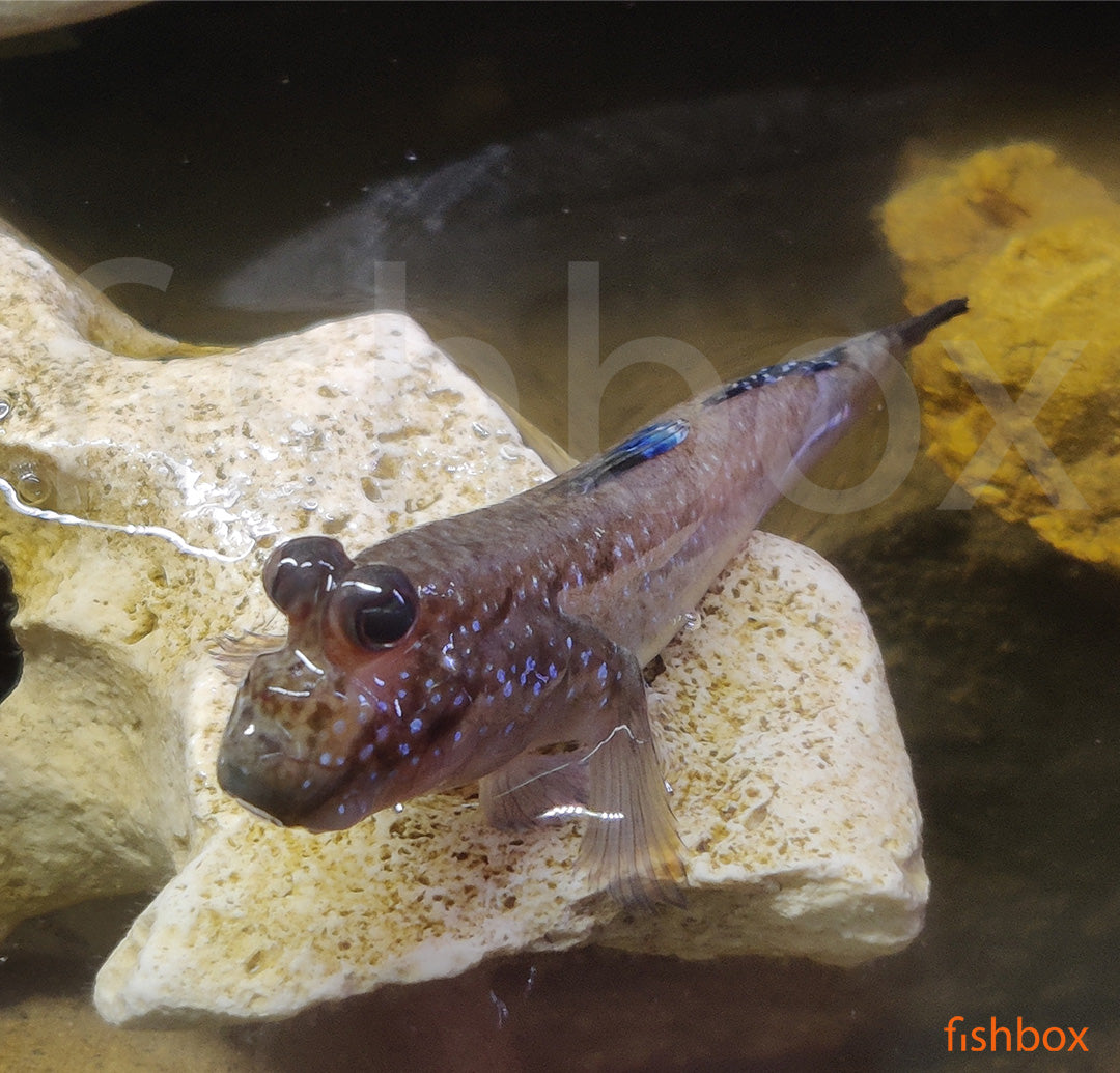 Periophthalmus barbarus / Atlantic Mudskipper - fishbox