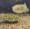 Tetraodon nigroviridis - pikasta zelena napihovalka / Green Spotted Pufferfish - fishbox