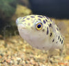 Tetraodon nigroviridis - pikasta zelena napihovalka / Green Spotted Pufferfish - fishbox