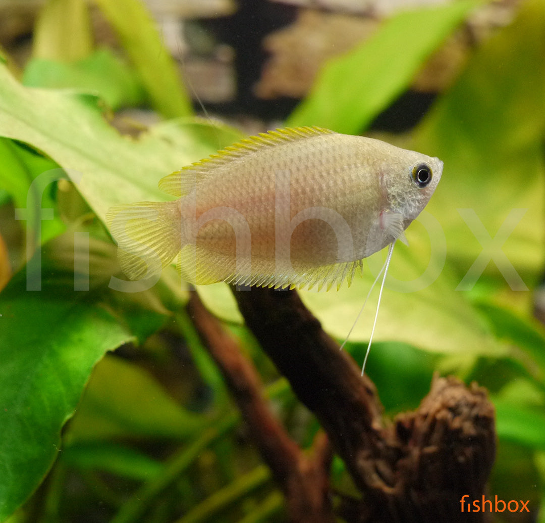 Trichogaster chuna – medeni nitkar / Honey Gourami - fishbox