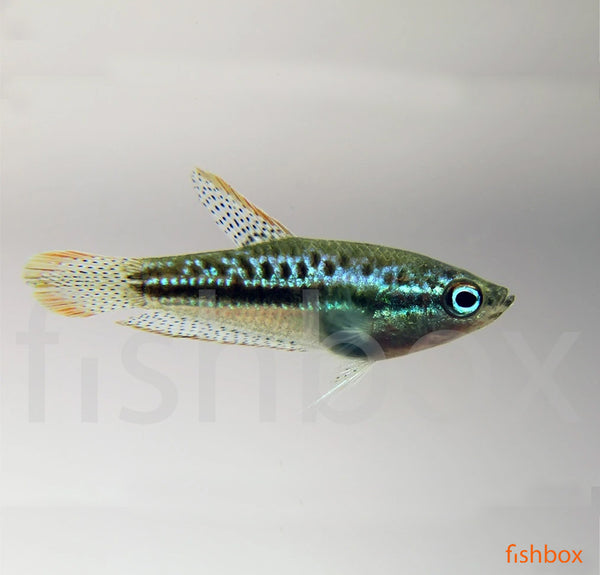 Trichopsis pumila / Sparkling Gourami - fishbox