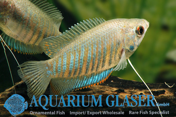 Trichogaster fasciata / Banded Gourami - wild - fishbox