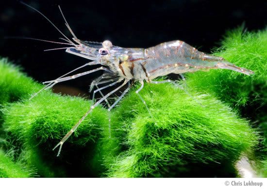 Palaemonetes paludosus / Ghost shrimp