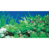 Foto tapeta, rastline, 1m - fishbox