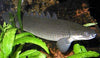 Polypterus senegalus senegalus / Senegal Bichir
