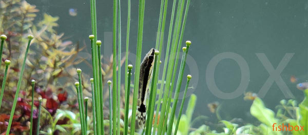 Otocinclus – akvarijski sesalec