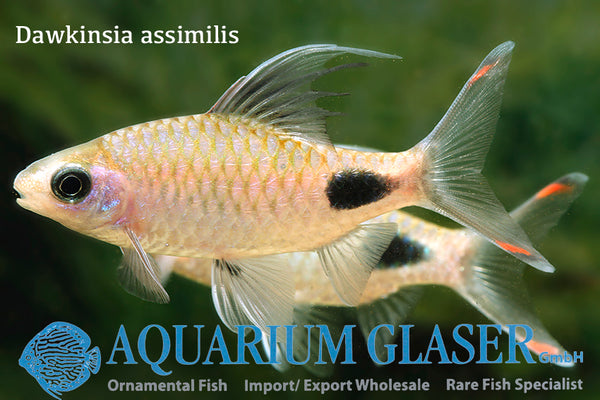 Barbus assimilis (filamentosus)