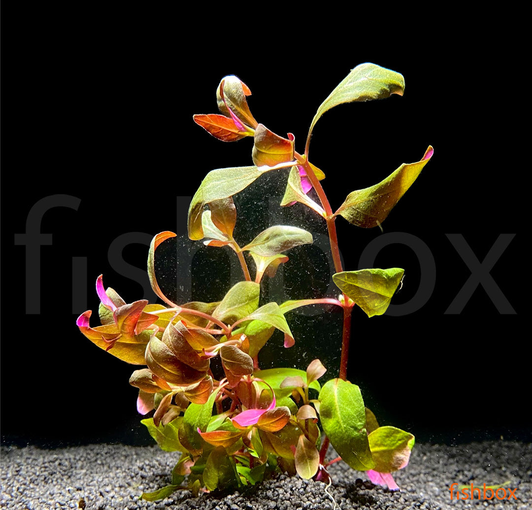 Alternanthera reineckii Mini - fishbox