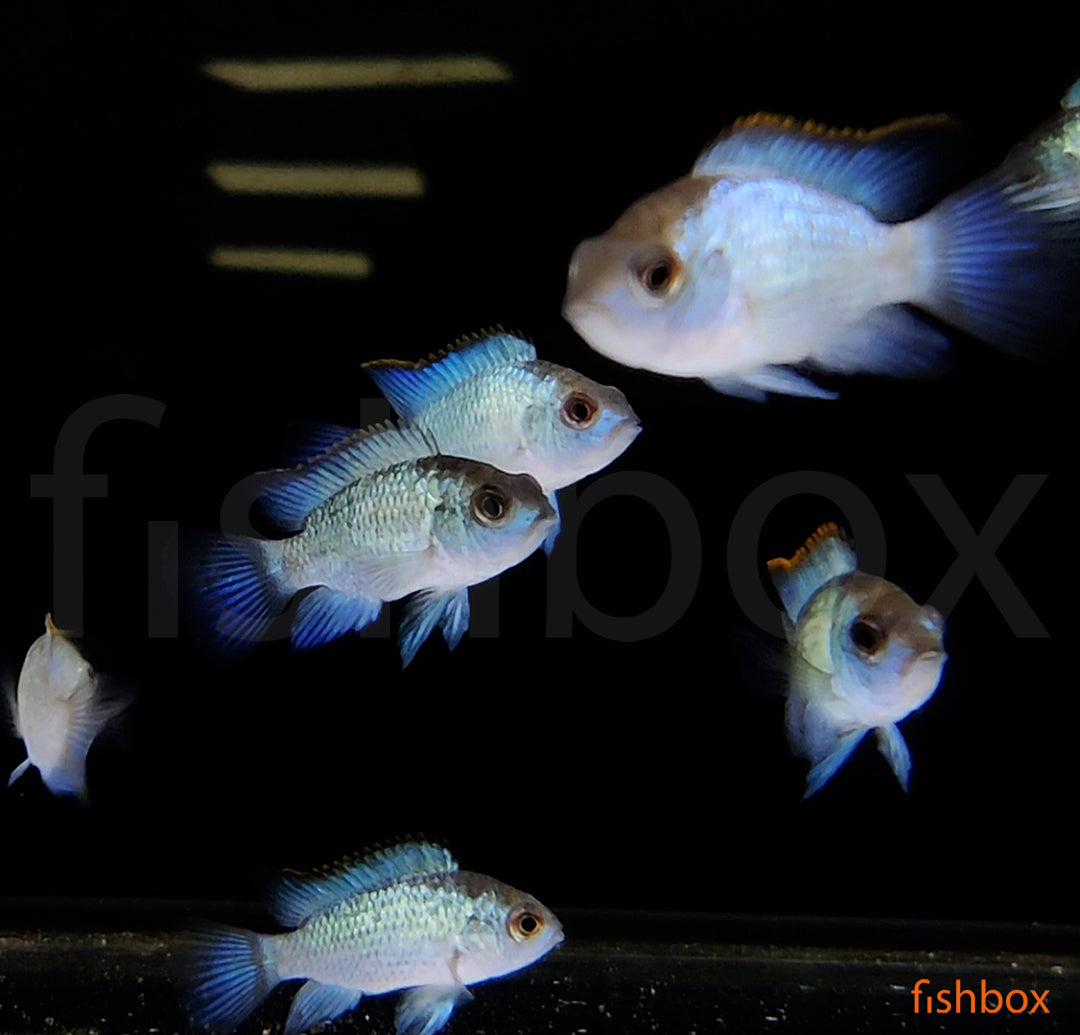 Andinoacara pulcher / Blue Acara NEON BLUE - fishbox