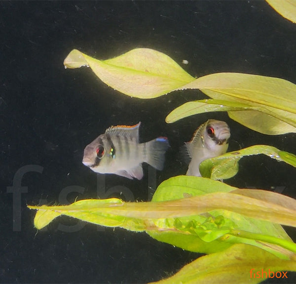 Anomalochromis thomasi / African Butterfly Cichlid - fishbox