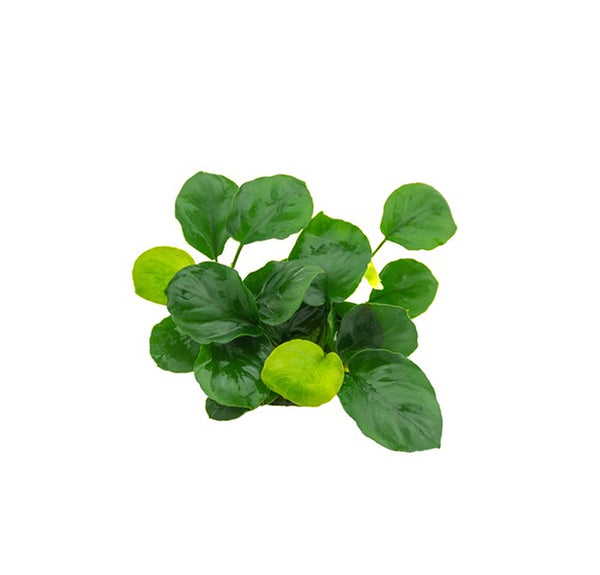 Anubias barteri 'Coin Leaf'