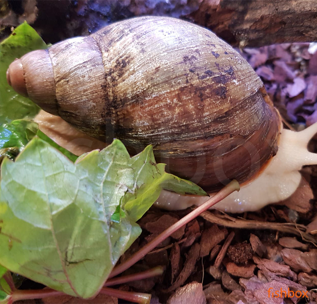 Archachatina puylaerti - fishbox