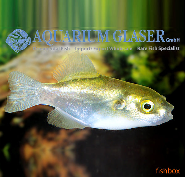 Auriglobus modestus / Golden Puffer - fishbox