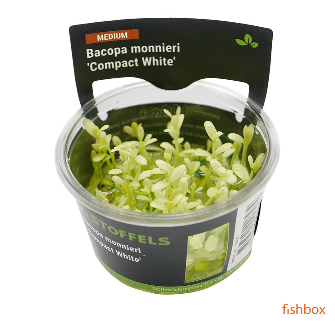 Bacopa Monnieri ‘Compact White’ - fishbox