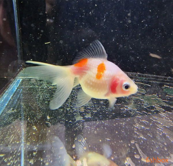 Carassius auratus – zlata riba / Goldfish ORANDA - PEARL - fishbox