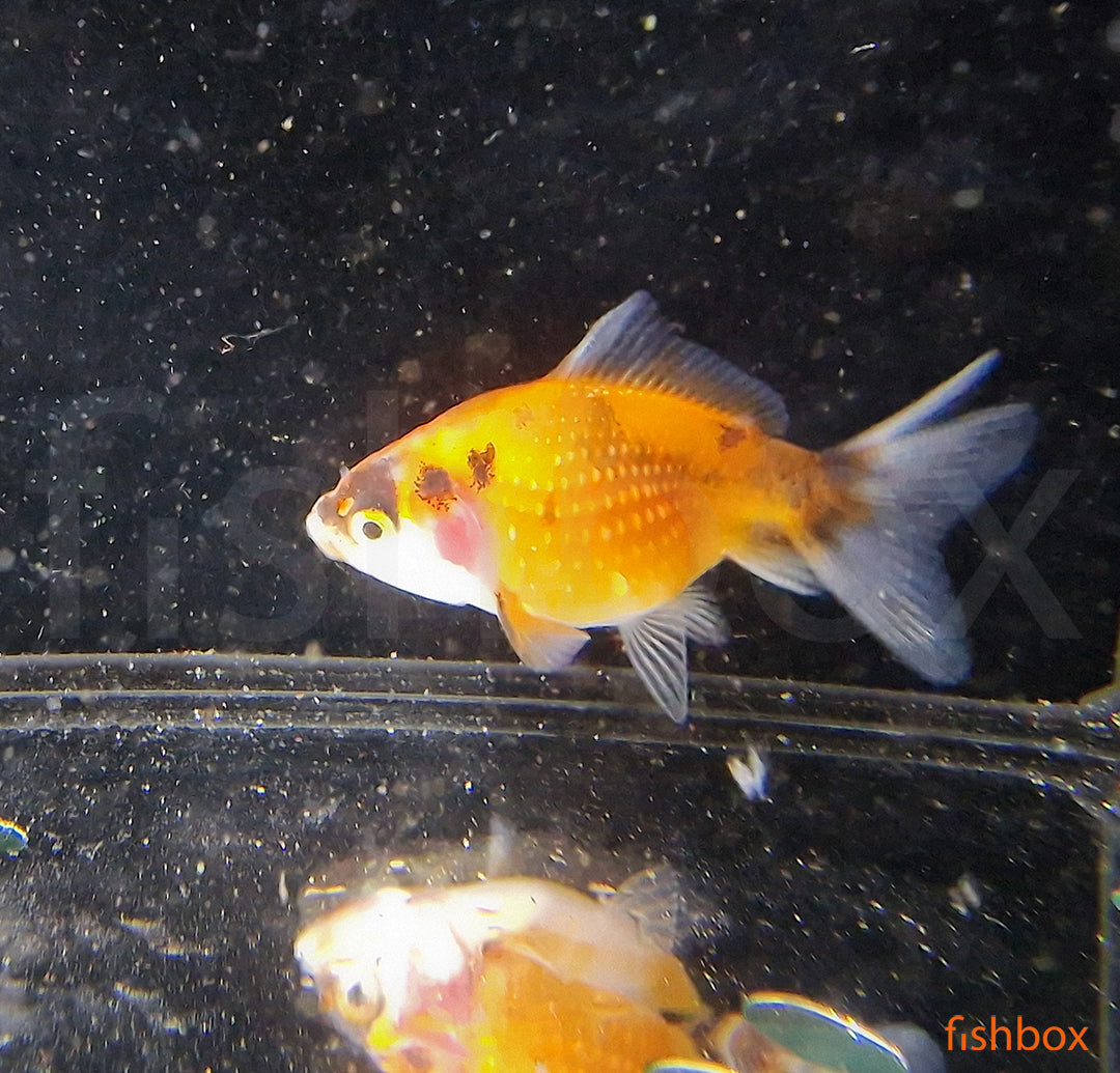 Carassius auratus – zlata riba / Goldfish ORANDA - PEARL - fishbox