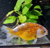 Carassius auratus – zlata riba / Goldfish RANCHU - fishbox