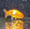 Carassius auratus – zlata riba / Goldfish RANCHU - fishbox