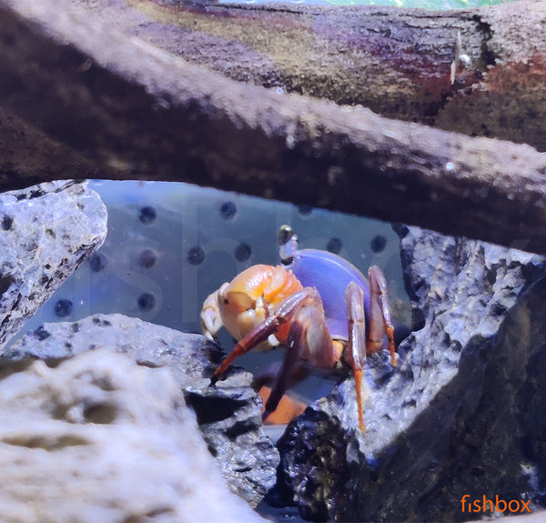 Cardisoma armatum - mavrična rakovica / Rainbow Crab - fishbox