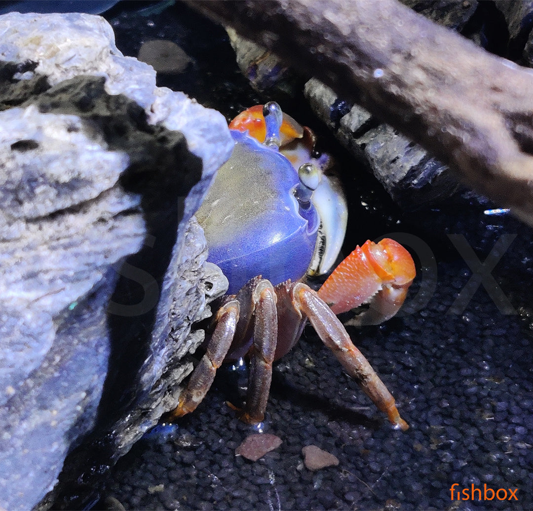 Cardisoma armatum - mavrična rakovica / Rainbow Crab - fishbox