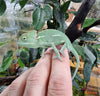 Chamaeleo calyptratus - jemenski kameleon / Veiled chameleon - fishbox